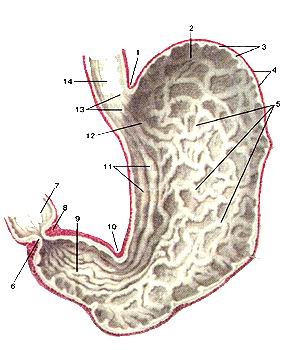 
  Рис. 180. Слизистая оболочка желудка (tunica mucosa ventriculi).
  Внутренняя поверхность желудка.
  1 -кардиальная вырезка (желудка); 2-дно (свод) желудка; 3-слизи-стая оболочка 
  и подслизистая основа; 4-мышечная оболочка; 5-складки слизистой оболочки; 6-складка 
  привратника; 7-две-надцатиперстная кишка; 8-сфинктер привратника; 9-канал привратника; 
  10-угловая вырезка; 11-складки слизистой оболочки; 12-кардиальная часть (кардия); 
  13-кардиальное отверстие; 14-пищевод (брюшная часть).
  Fig. 180. Tunica mucosa ventriculi.
  Внутренняя поверхность желудка.
  1-incisura cardialis; 2-fundus (fomix) gastrici; 3-tunica mucosa et tela submucosa; 
  4-tunica muscularis; 5-plicae tunicae mucosae; 6-plica pylorici; 7-duodenum; 
  8-musculus sphincter pyloricus; 9-canalis pyloricus; 10-incisura angularis; 
  11-plicae tunicae mucosae; 12-pars cardiaca; 13-ostiumcardiacum; 14-esophagus 
  (pars abdominalis).
  Fig. 180. Mucous membrane of stomach.
  Interior surface of stomach.
  1-cardial notch (of stomach); 2-fundus of stomach; 3-mucous membrane and submucosa; 
  4-muscular layer; 5-folds of mucous membrane; 6-pyloric fold; 7-duodenum; 8-pyloric 
  sphincter; 9-pyloric canal; 10-angular incisure; ll-foldsof mucous membrane; 
  12-cardiac part (car-dia); 13-cardial orifice; 14-esophagus (abdominal part).